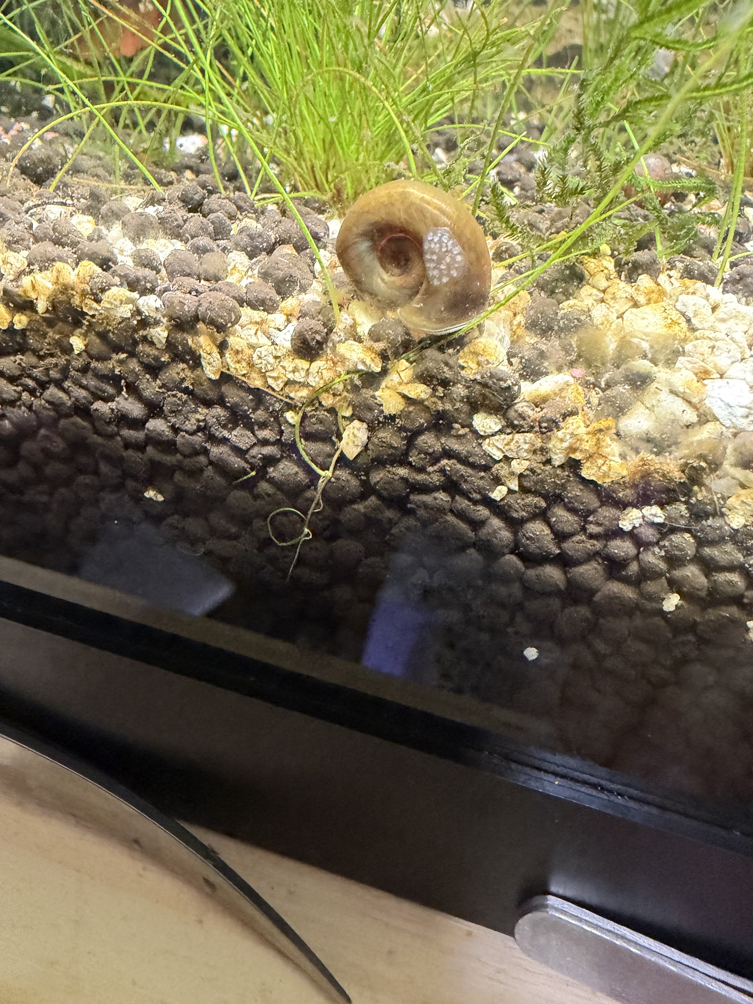 an aquatic ramshorn snail has a clutch of eggs laid on its shell